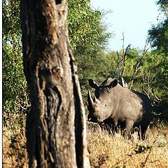 фото "rhino runner, Kruger national Park,South Africa re"