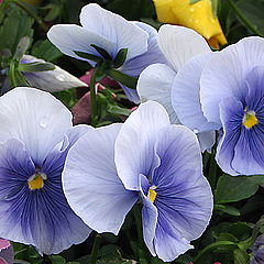 photo "Pansies"