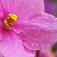 photo "Sparks of violets-2"