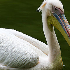 photo "A Pelican"