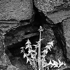 photo "Dandelion"