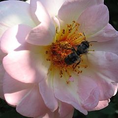 photo "bee on the rose"