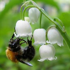 photo "Lily of the valley"