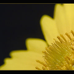 photo "yellow on black..."