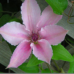 фото "pink flower"