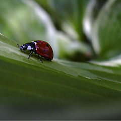 photo "Lady's uphill travels"