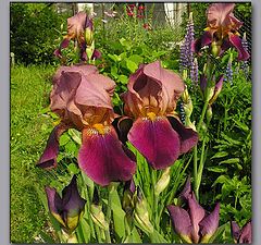 photo "The iris is teased"