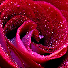 photo "rose2"