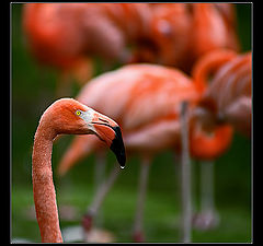 photo "Etude in "Flamingo" Style"