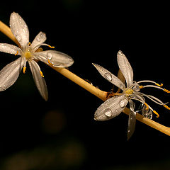 photo "Flowers..."