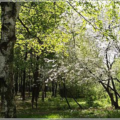 photo "The white trees"