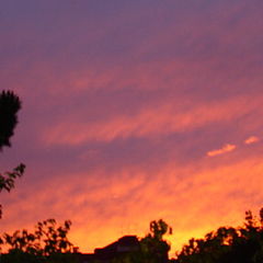 photo "pine tree from my window"