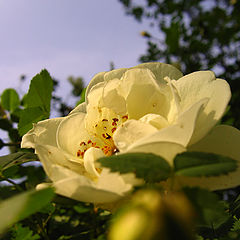 фото "flower"