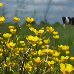 photo "Color and smell of the sun..."