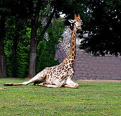 photo "Morning gymnastics"