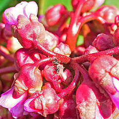 photo "Flame flower"