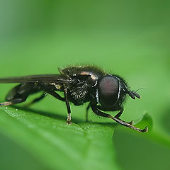 photo "~American Fly~"