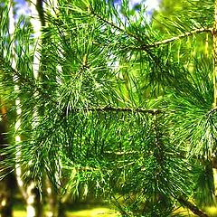 photo "green and fluffy"