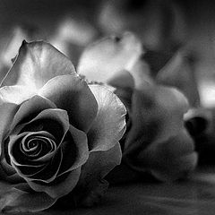 photo "roses"