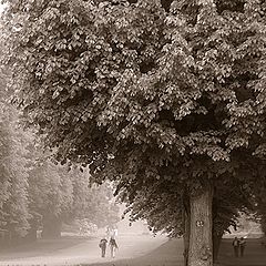 photo "Avenue in Pavlovsk."