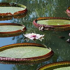 photo "Botanical Garden (Vitoria Regia)"