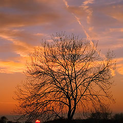 photo "Lonely tree on edge of the ground..."