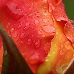 фото "After the rain"