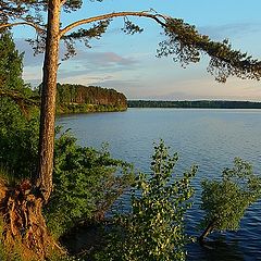 photo "Evening lake picture with pine"