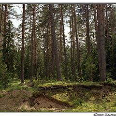 фото "Лесная быль"