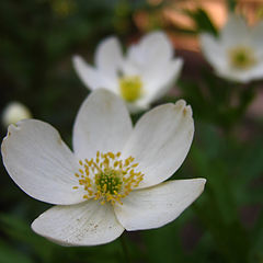 photo "flowers"