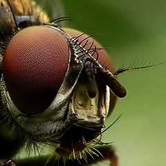 photo "Fly close-up"