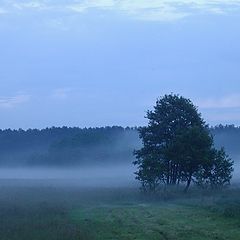 photo "Foggy Glade"