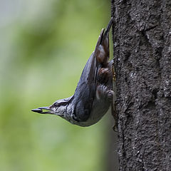 photo "Sitta europaea"