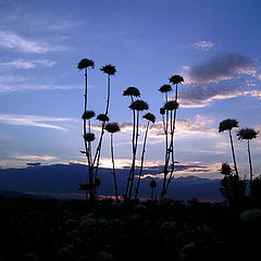 photo "lonely figures"