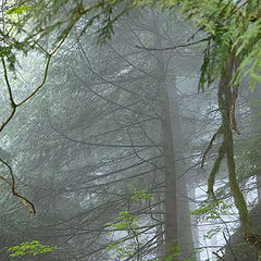 photo "Lost in the Forest"