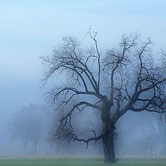 фото "Winter Tree"