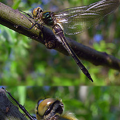 photo "Ah what beautiful dragonfly!"