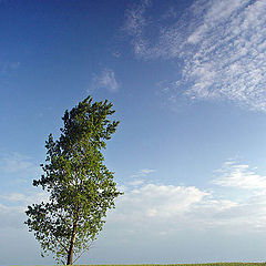 photo "Tree"