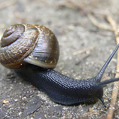 photo "Snail"