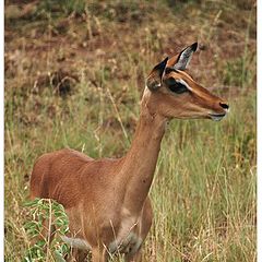 photo ""Impala", Kruger National Park (South africa)"