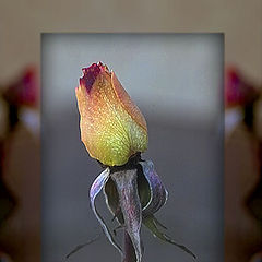 фото "flower-wint."