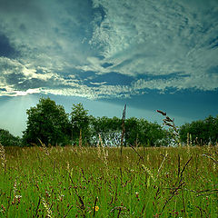photo "Meadow"