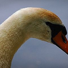 фото "swan"