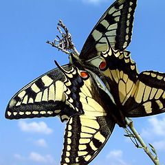 photo "Papilio machaon"