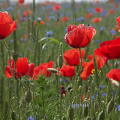 photo "Poppies field"