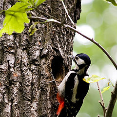 photo "Woodpecker"