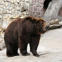 фото "Бурый медведь"