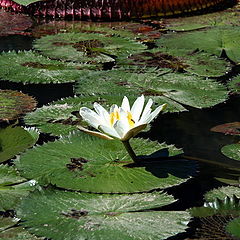 photo "Botanical Garden (Vitoria Regia)"