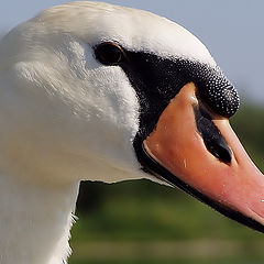 photo "Portrait of a Swan"