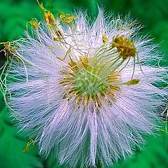 photo "The Old Dandelion"